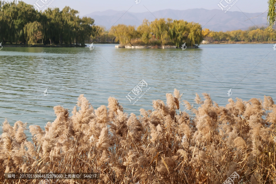 秋日湖湖边边的芦苇丛