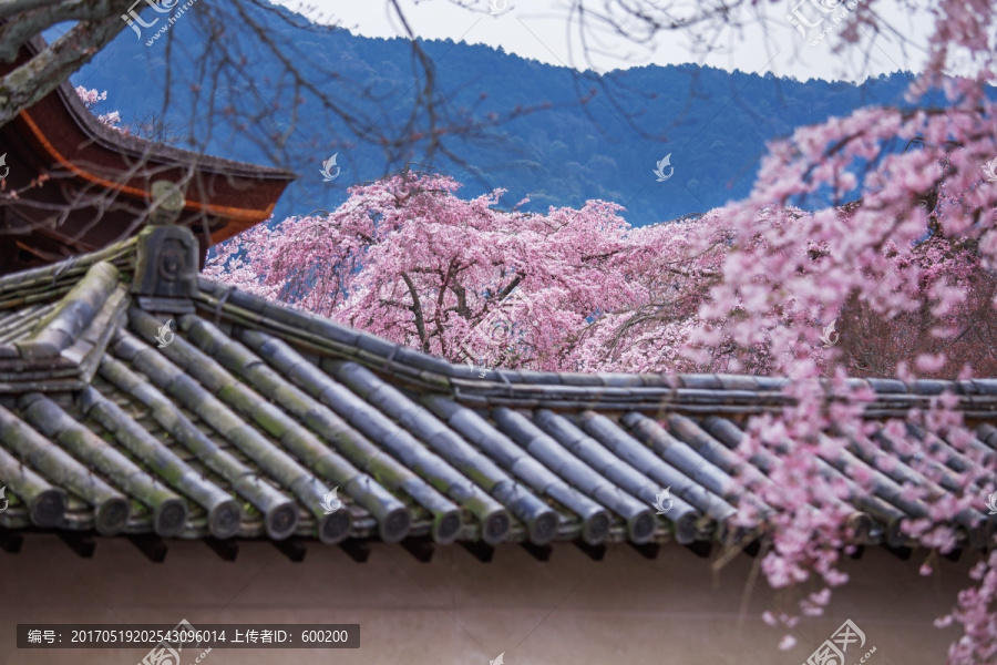 日本京都醍醐寺樱花盛景