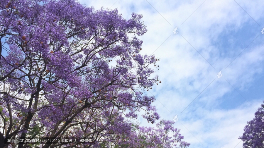 蓝花楹