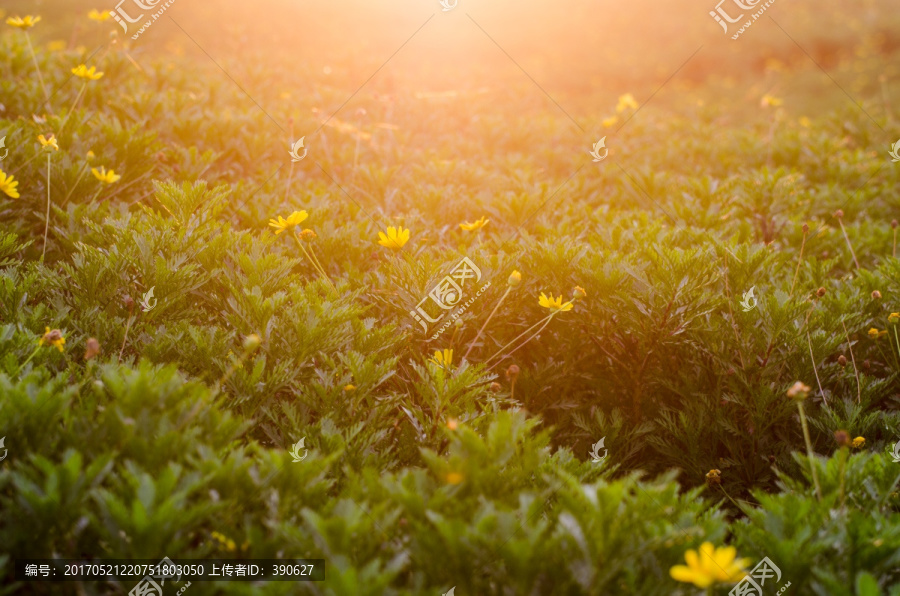 夕阳下的花草