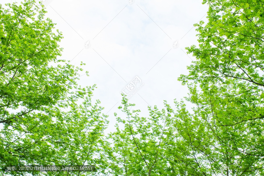 绿叶,绿叶天空
