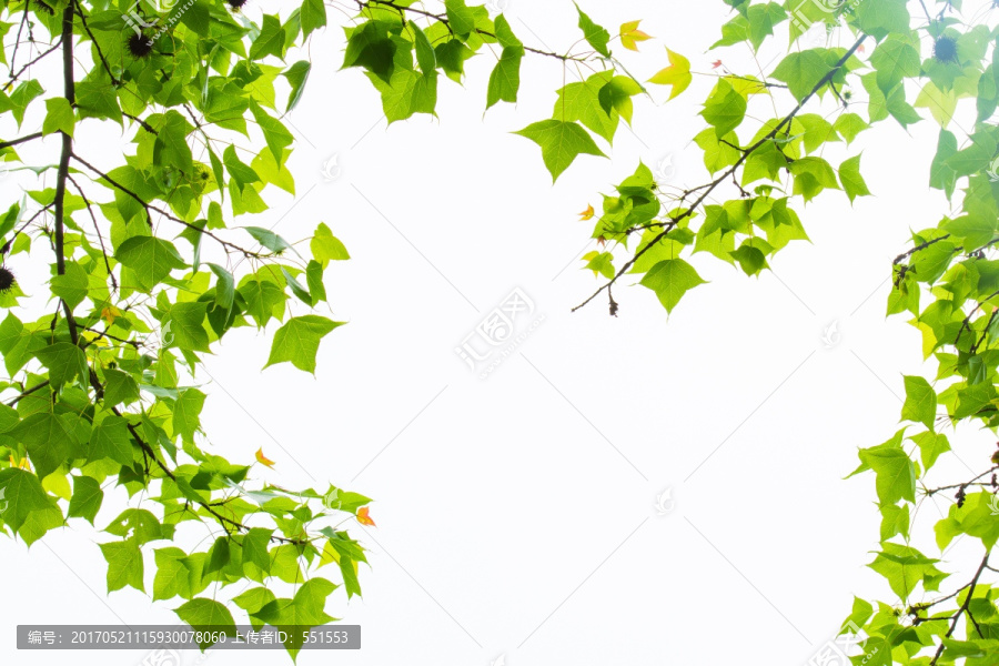 绿叶,绿叶天空