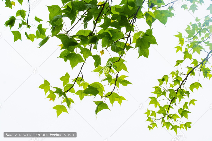 绿叶,绿叶天空