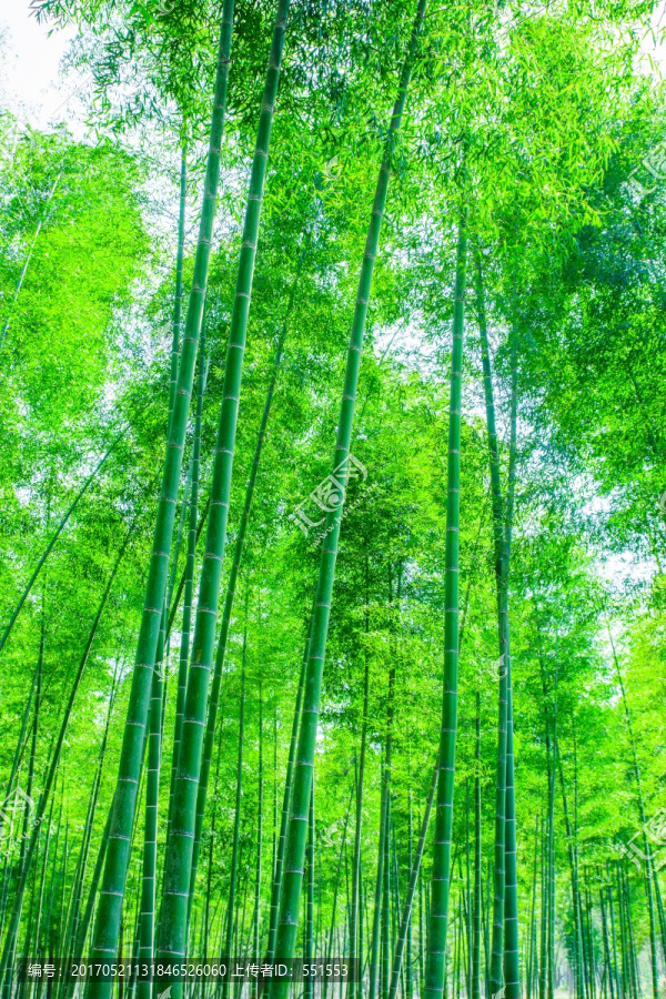 竹林,竹子