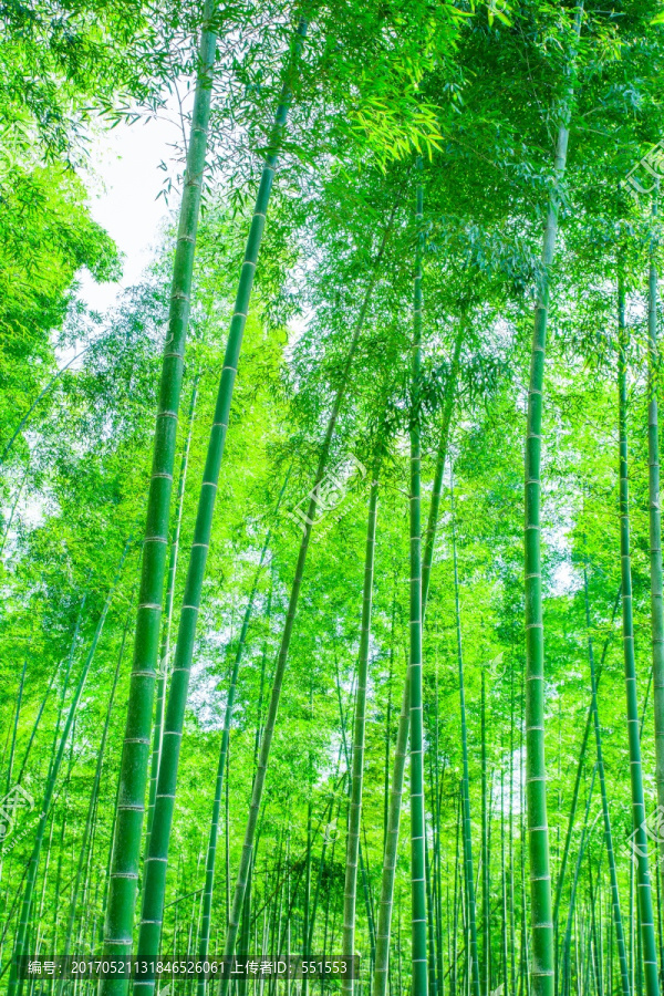 竹林,竹子