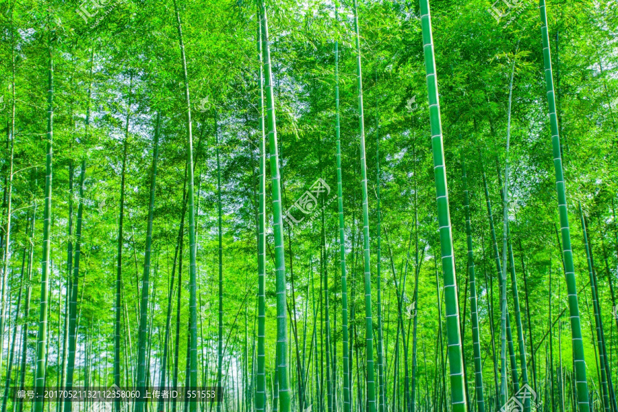竹林,竹子