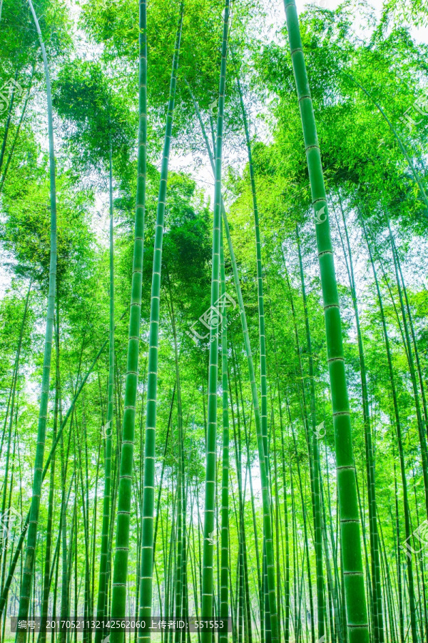 竹林,竹子