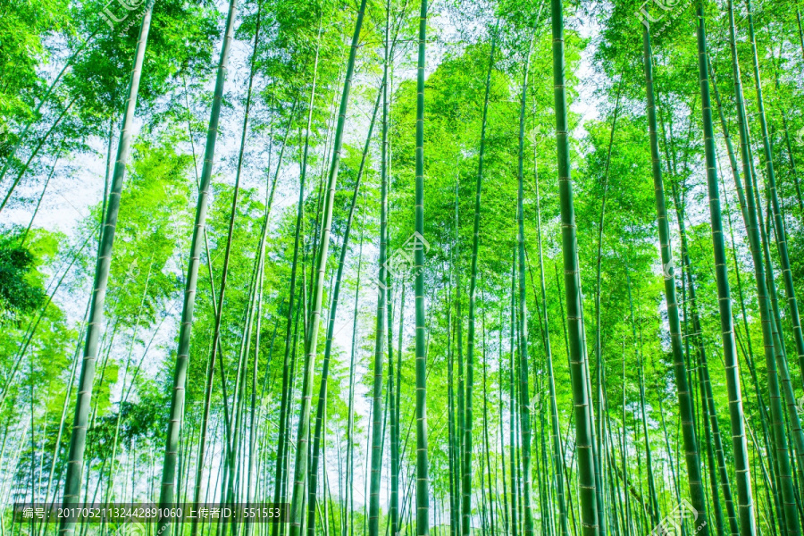 竹林,竹子