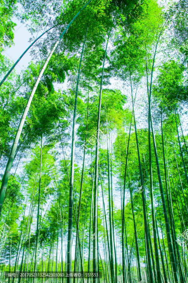 竹林,竹子