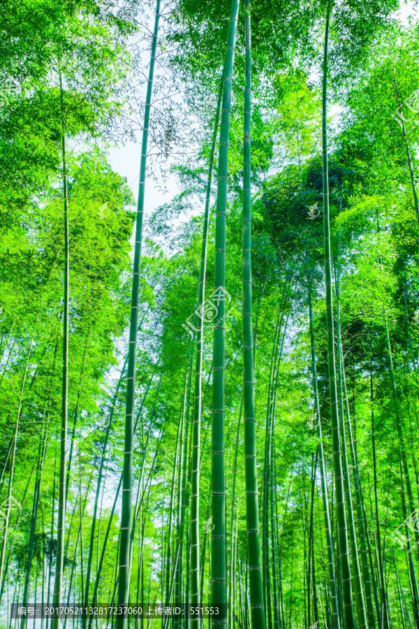 竹林,竹子