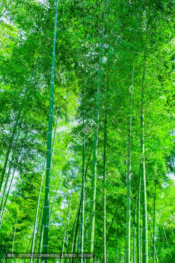 竹林,竹子