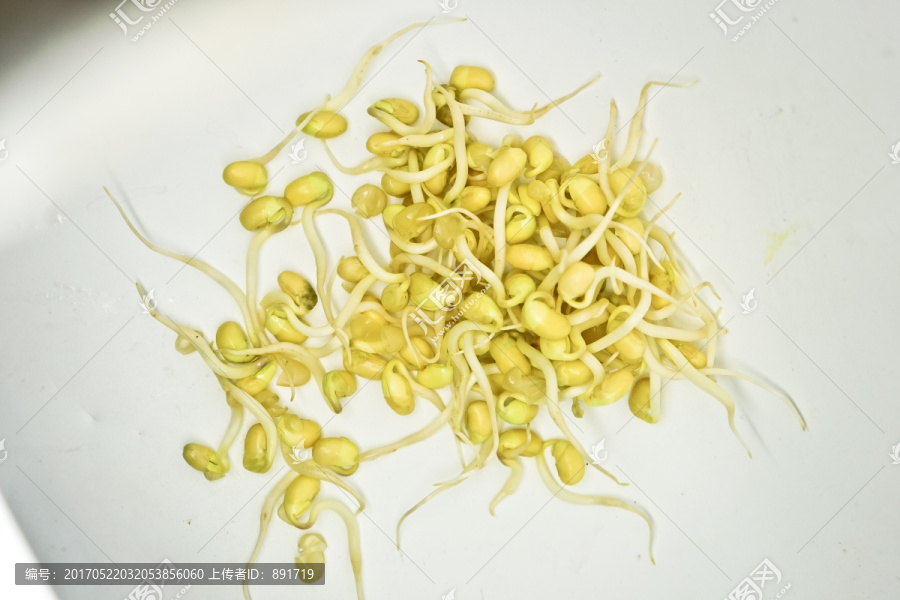 黄豆芽,高清大图