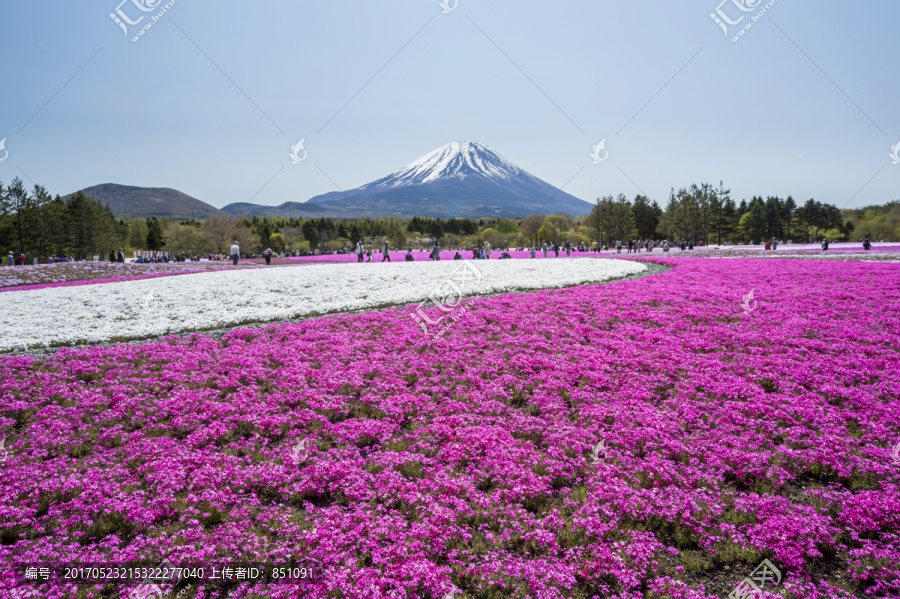 富士山和丛生福禄考日本