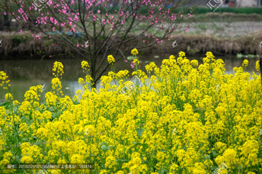 油菜花