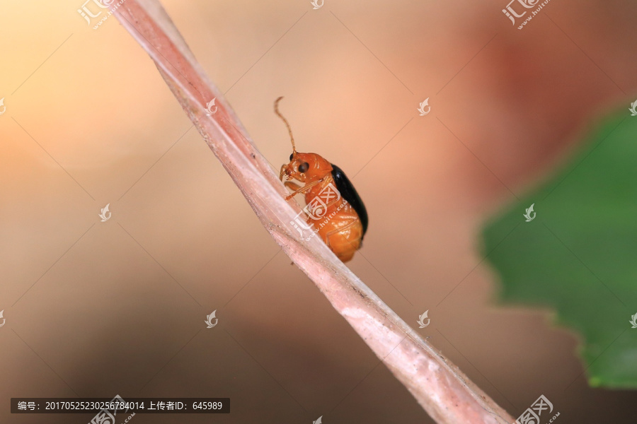 昆虫