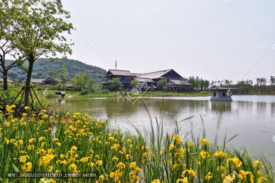 黄花