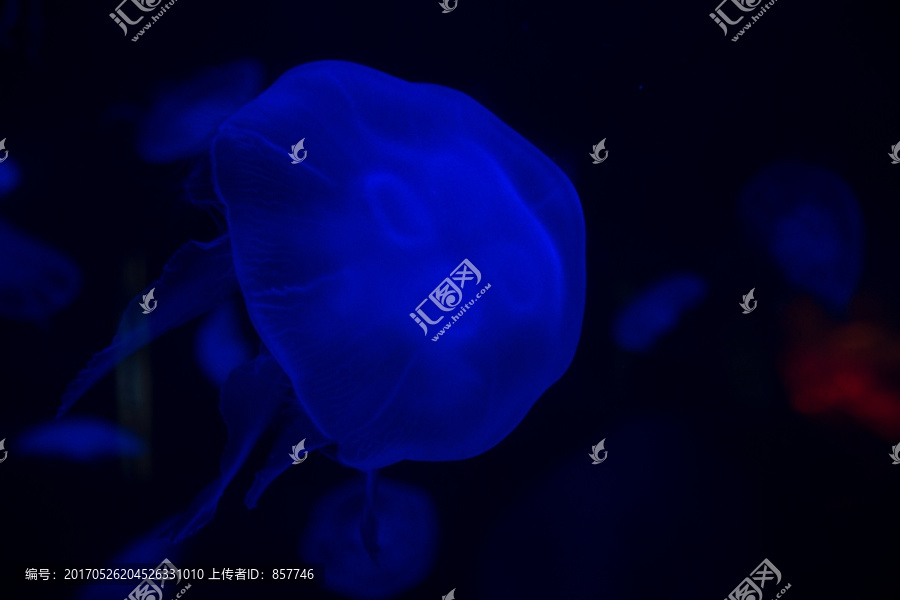 水母