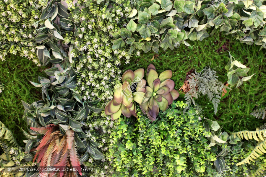 绿色植物墙,绿植,植物墙,花卉