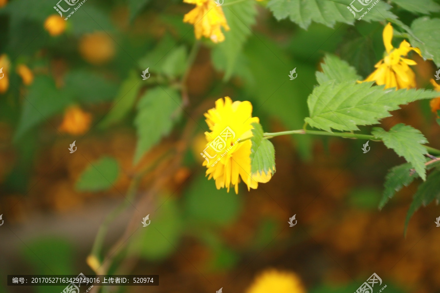 花卉,背景