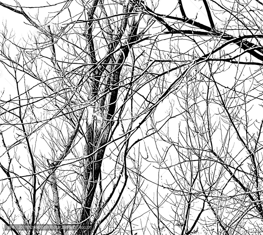 黑白枯树枝