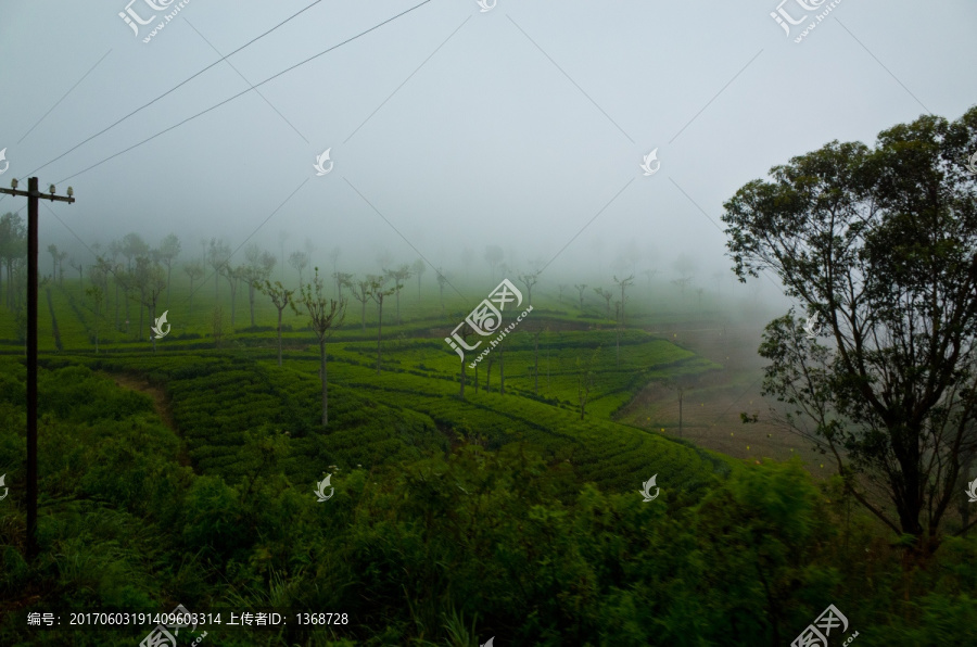 斯里兰卡高山茶园