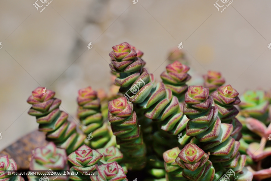 多肉植物,星乙女