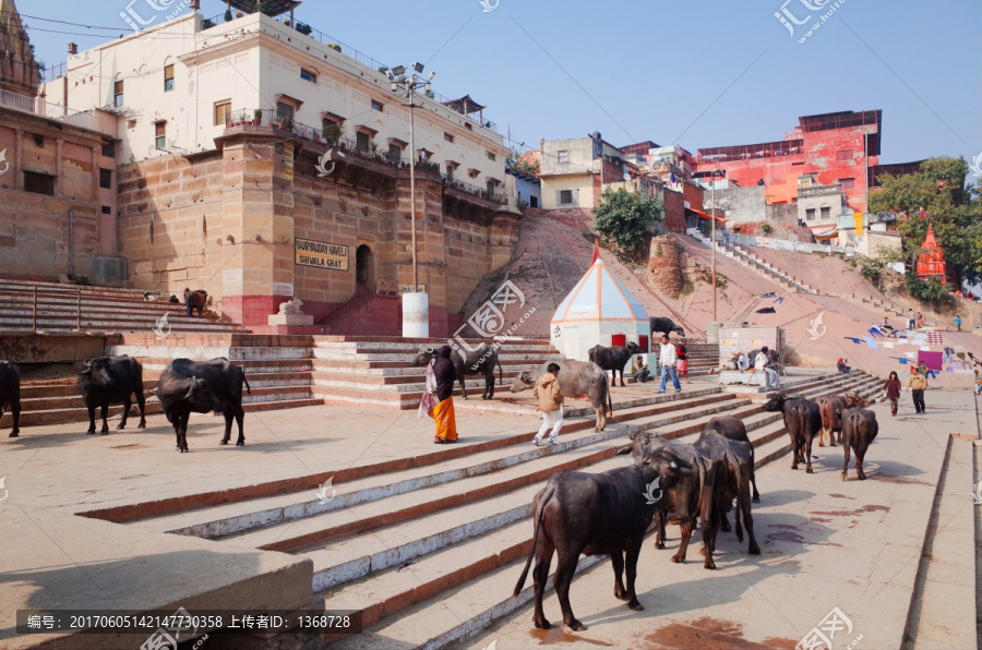 印度圣城瓦拉纳西,神牛
