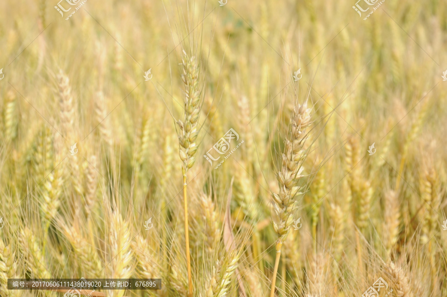 农田里的麦穗