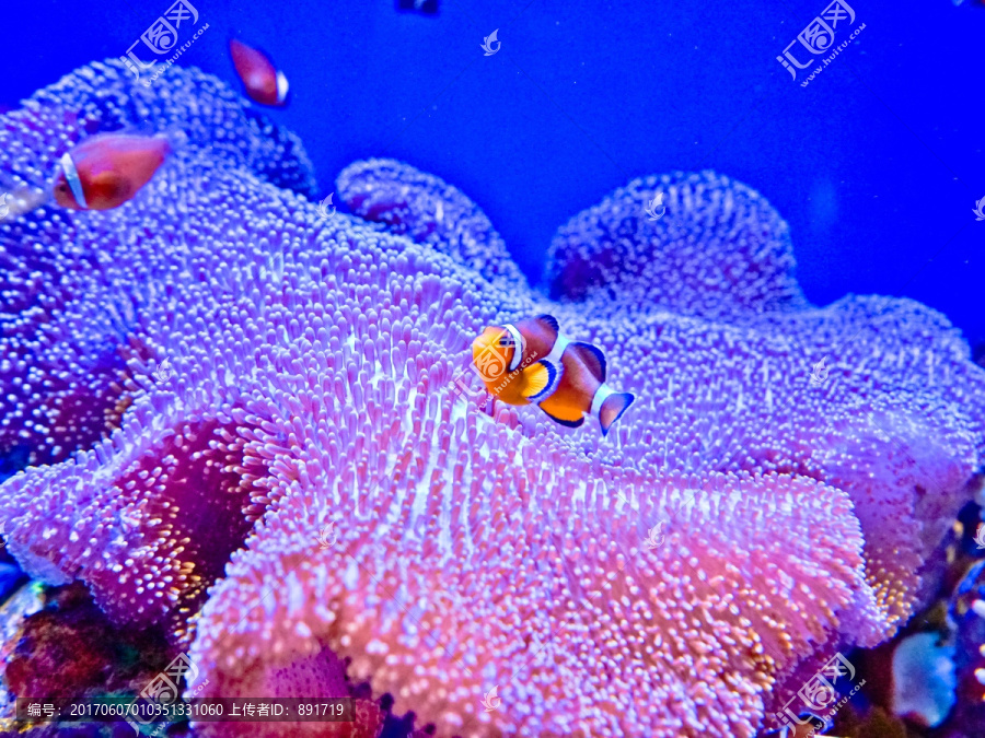 海底世界,小丑鱼,珊瑚素材