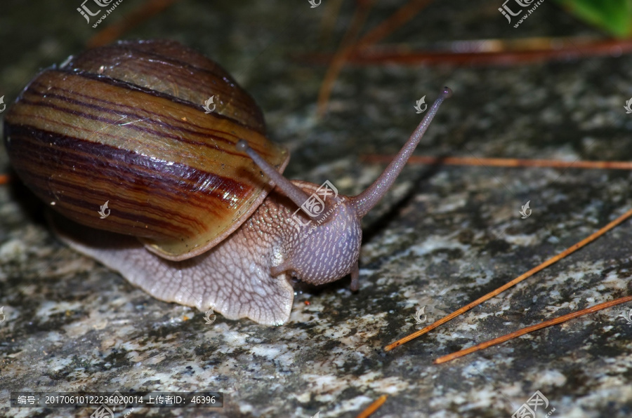 蜗牛,（1）