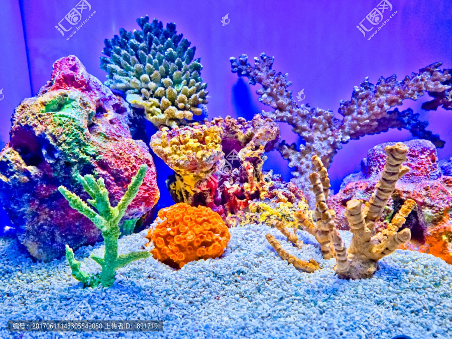 珊瑚,小丑鱼,鱼缸背景