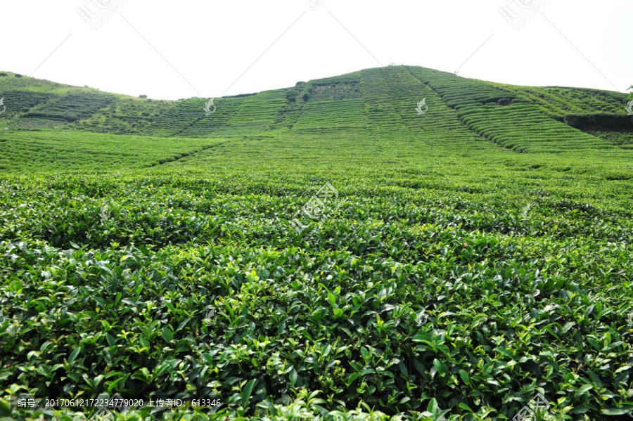 茶园茶叶风景风光