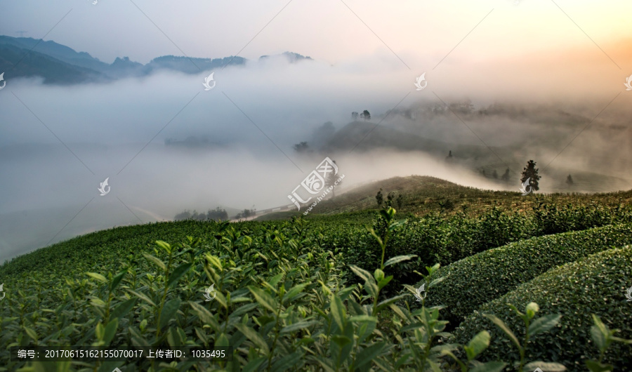 高山茶园