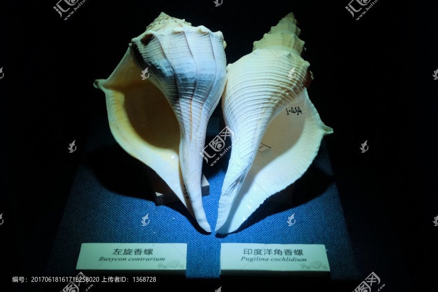 左旋香螺,印度洋角香螺