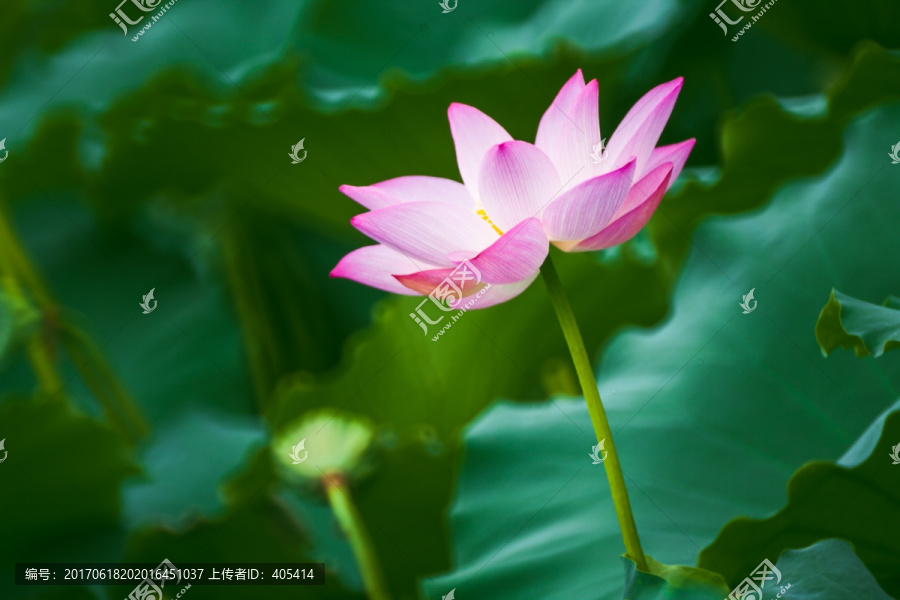 梦幻荷花,花仙子