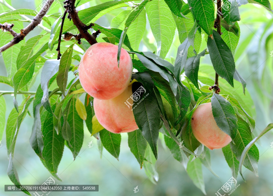 树上的桃