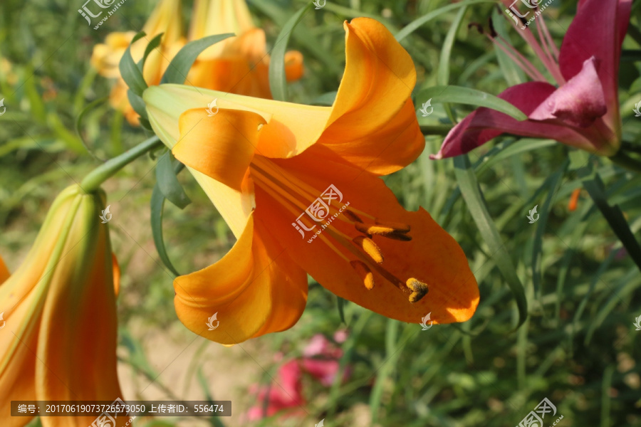 百合花