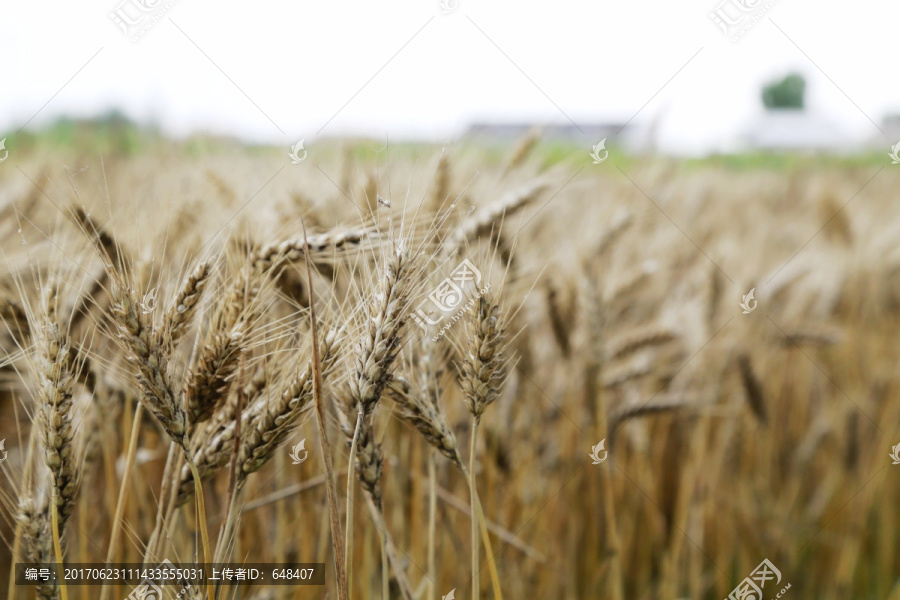 麦穗,麦芒,成熟,小麦,麦浪
