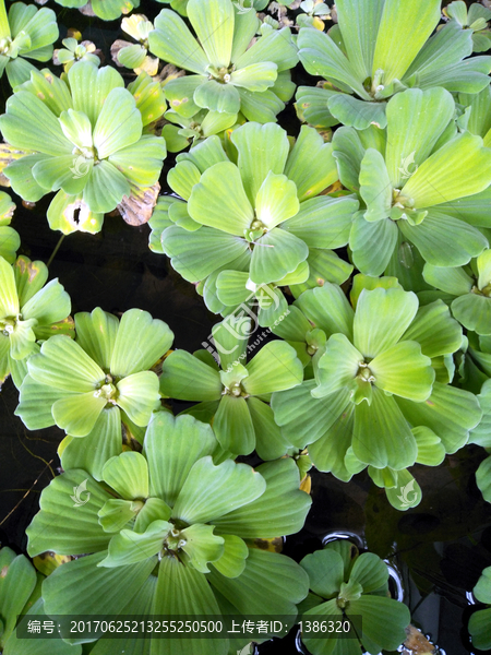 水池,冰草,浮莲,莲花草