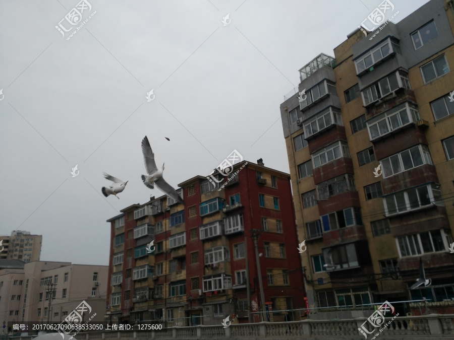 飞翔争食的海鸥