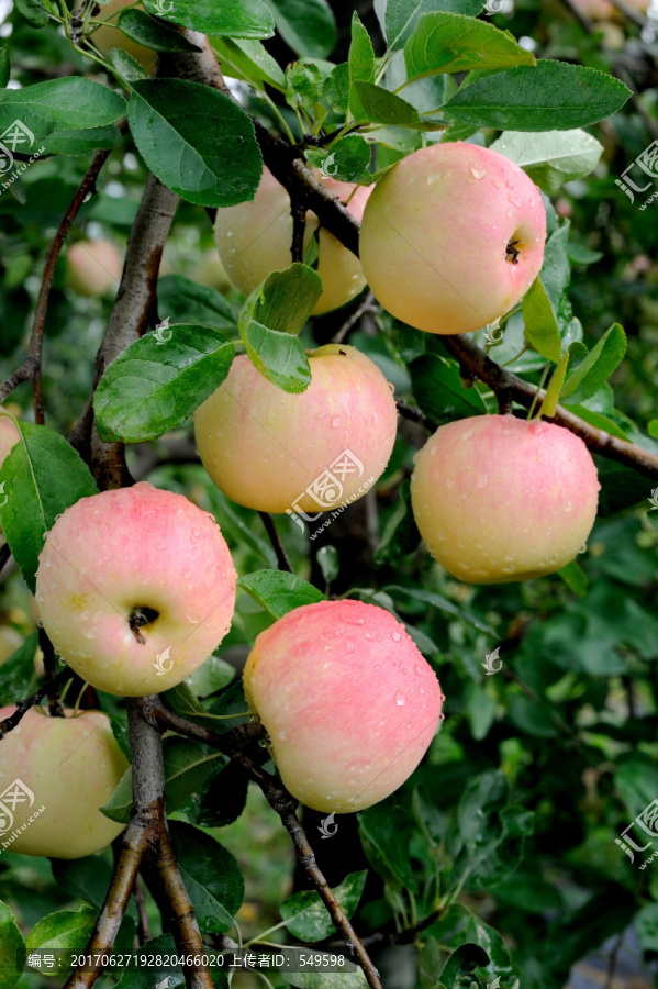 枝头的苹果