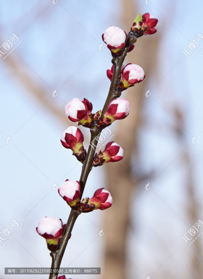 杏树花苞摄影图
