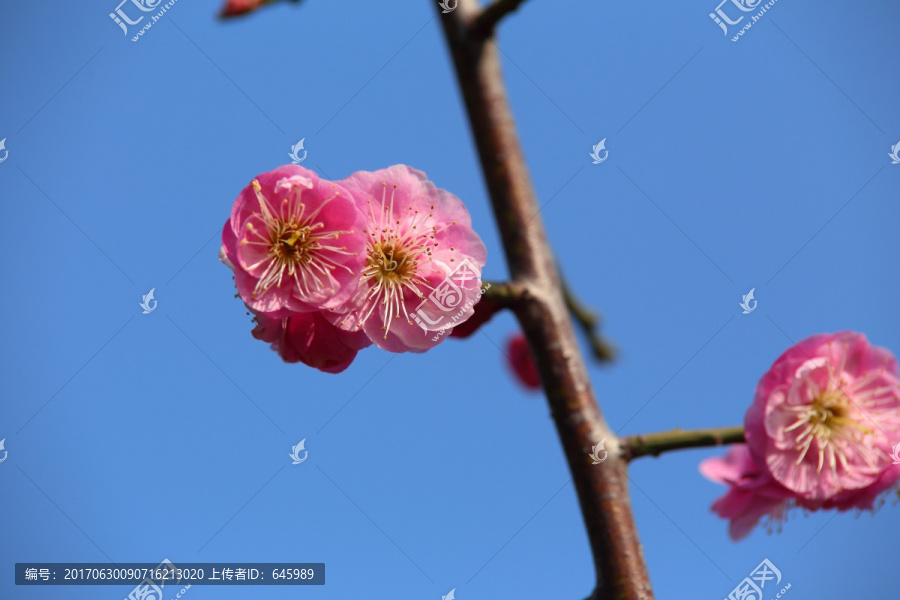 梅花