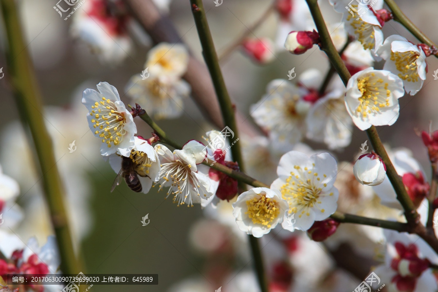 梅花