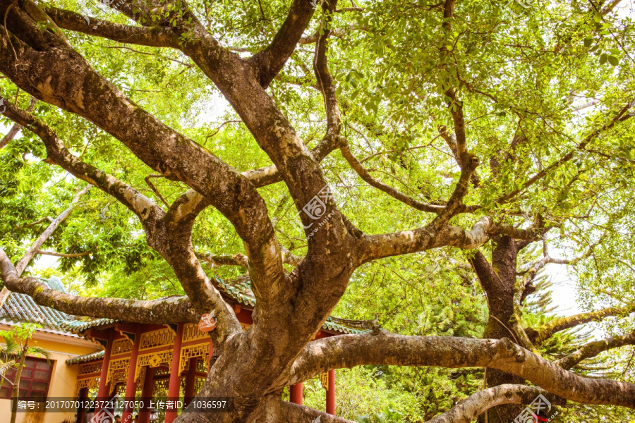 惠州西湖大榕树