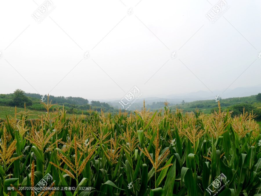 山里的玉米田