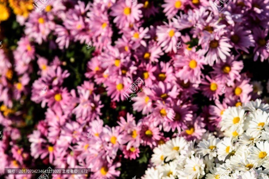 美丽的混合种植的菊花