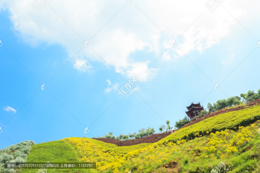 草地,树木,蓝天