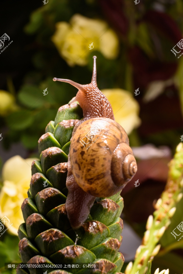松塔上的蜗牛