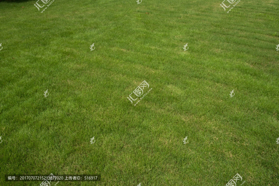 草坪,草地,绿草,草坪素材,户